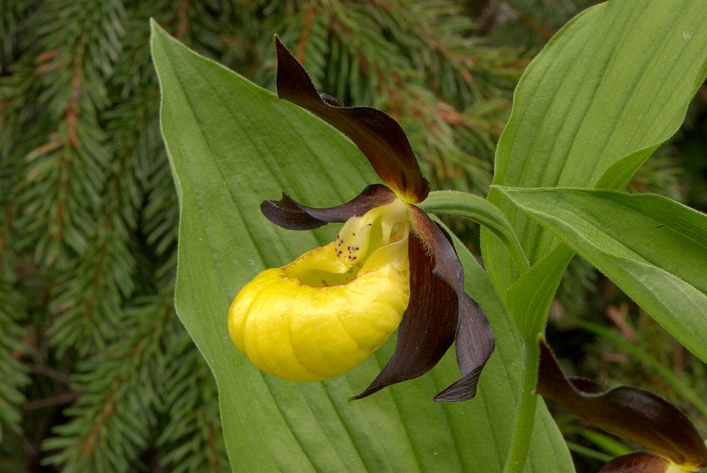 Finalmente Cypripedium calceolus